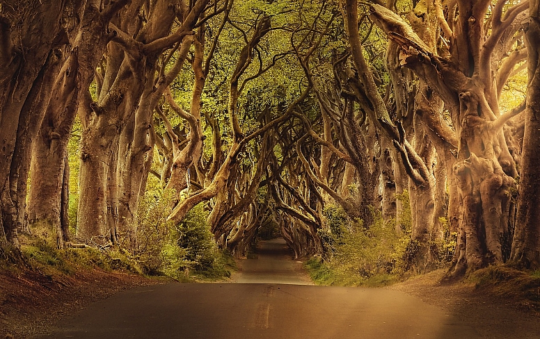 dark hedges