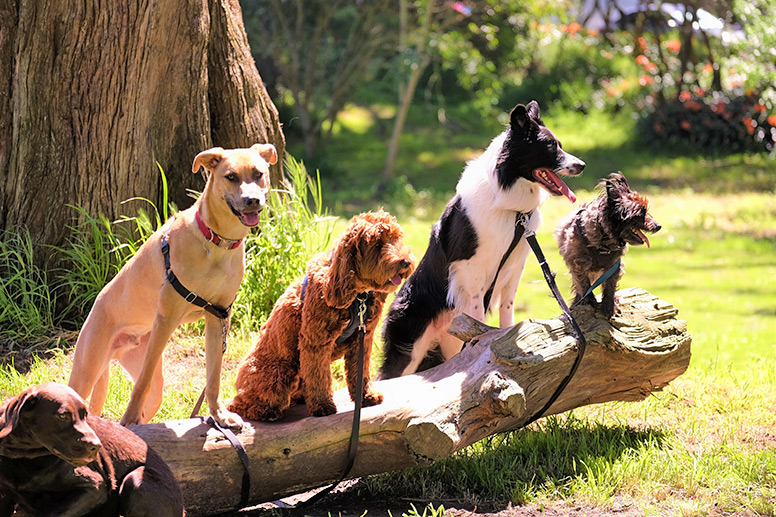 Dogs sitting on a tree trunk